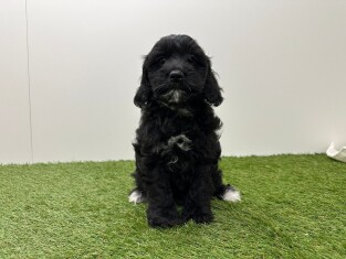Cockapoo femelle 010724900