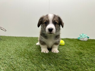 Welsh Corgi male Puppy for sale 010724901