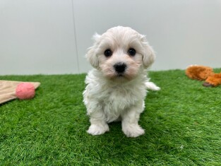 Maltezer reu Puppy te koop 010724903