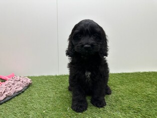 Cockapoo male Puppy for sale 010724905