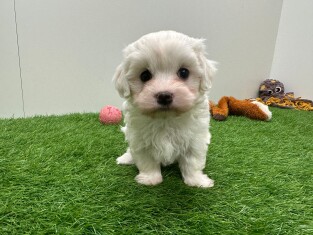 Maltezer teefje 010724907