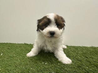 Bichon Havanais femelle 010724908