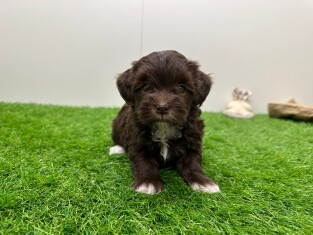 Havanezer teefje 010724910