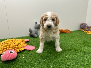 Goldendoodle reu Puppy te koop 010724914