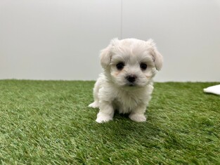 Maltezer teefje Puppy te koop 010724920