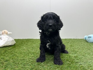 Cockapoo male Chiot à vendre 010724929