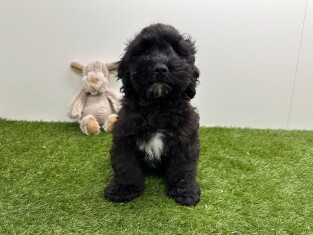 Cockapoo male 010724940