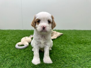 Cavapoo reu Puppy te koop 010724942