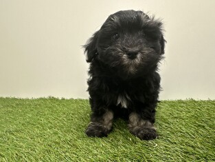 Bichon Havanais male 010724944