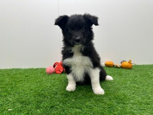 Border Collie teefje 010724947