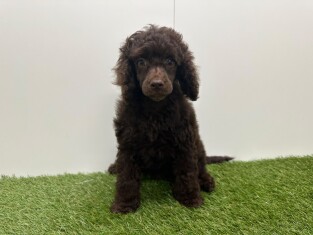 Poedel teefje Chocolat - PUP-ID 010724953 | Dierenhof Debrabandere