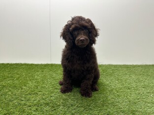 Caniche femelle Chocolat - PUP-ID 010724953 | Dierenhof Debrabandere