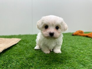 Maltezer reu 010724954