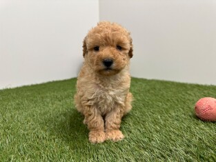 Caniche femelle Chiot à vendre 010724960