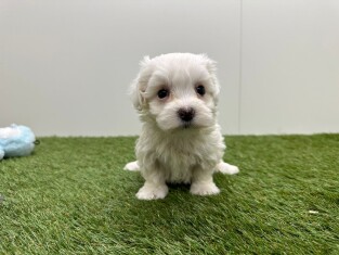 Maltezer teefje Puppy te koop 010724961