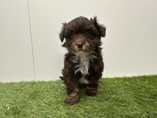 Bichon Havanais male 010724962