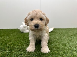 Cockapoo teefje Puppy te koop 010724964