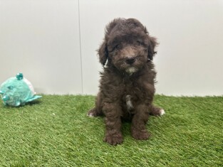 Poodle male 010724965