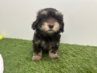 Bichon Havanais male Chiot à vendre 010724967