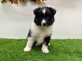 Australian Shepherd male 010724970