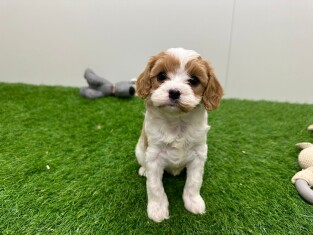 Cavapoo teefje 010724974