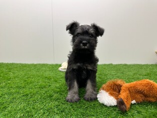 Miniature Schnauzer male 010724975