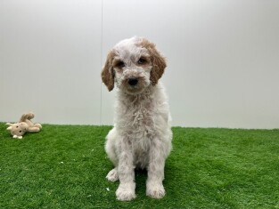 Goldendoodle femelle Chiot à vendre 010724985