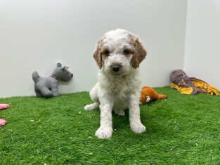 Goldendoodle femelle Chiot à vendre 010724985