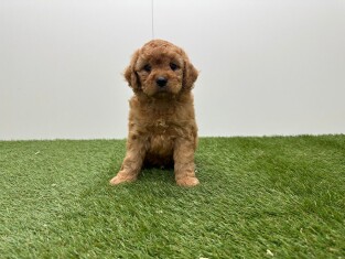 Cavapoo male Chiot à vendre 010724987