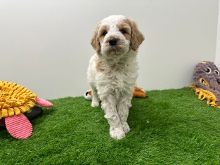 Goldendoodle teefje Puppy te koop 010724996