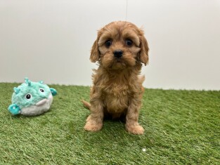 Cavapoo femelle Chiot à vendre 010725010