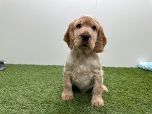 English Cocker Spaniel male Puppy for sale 010725011
