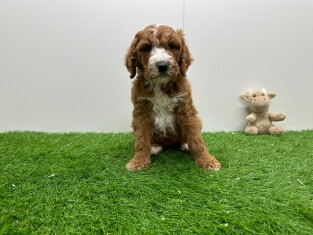 Standard Poodle male 010725012