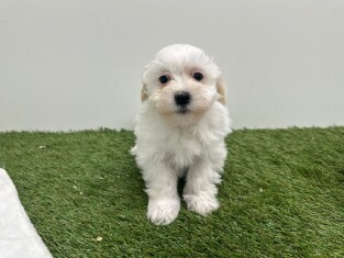 Havanese male Puppy for sale 010725014