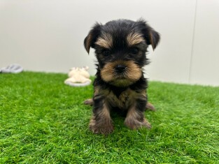 Yorkshire Terrier reu 010725017