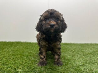 Cockapoo teefje Puppy te koop 010725020