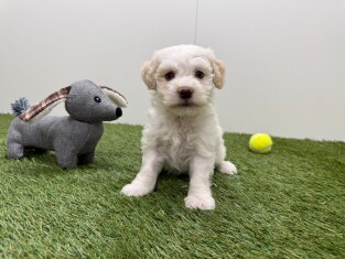 Bichon Havanais male 010725029