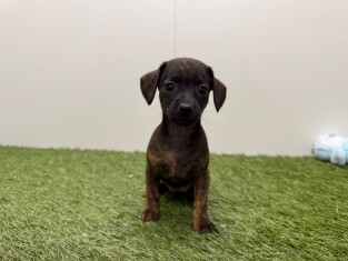 Kruising Italiaans Windhondje x Teckel teefje Puppy te koop 010725030