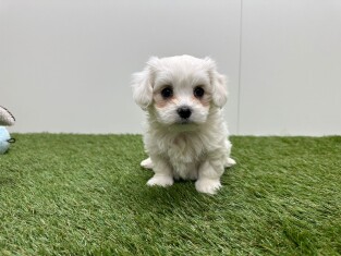 Maltezer reu Puppy te koop 010725033