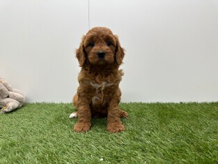 Cavapoo teefje Abricot - PUP-ID 010725034 | Dierenhof Debrabandere
