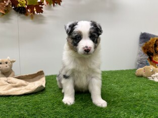 Australian Shepherd male 010725035