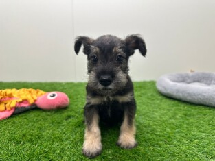 Dwergschnauzer reu Puppy te koop 010725047