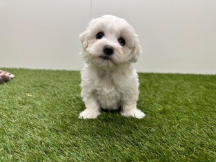 Maltese female Puppy for sale 010725050