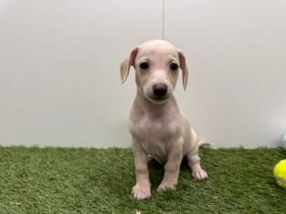 Kruising Italiaans Windhondje x Teckel reu Puppy te koop 010725056