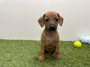 Croise Petit levrier Italien x Teckel male Chiot à vendre 010725057