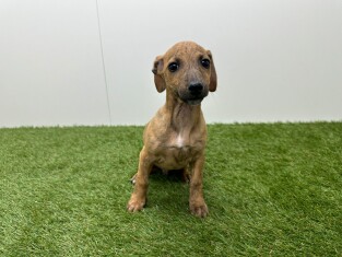 Kruising Italiaans Windhondje x Teckel reu 010725057