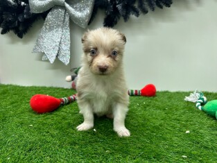Border Collie male 010725065