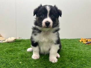 Berger Australien femelle 010725069