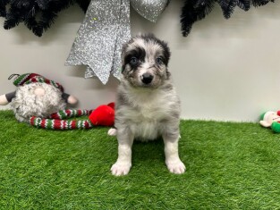 Border Collie male 010725071