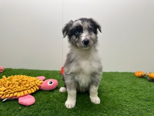 Border Collie reu 010725071